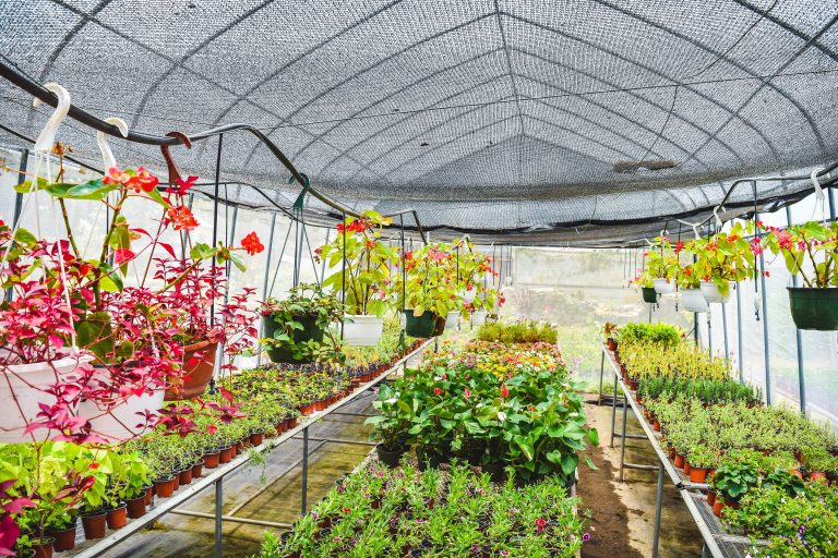 Top Benefits of a Greenhouse - Hope Royal Botanical Gardens